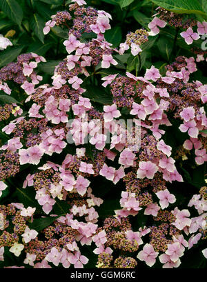 Hydrangea macrophylla - `Mariesii' (Lacecap)   TRS007050 Stock Photo